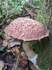 Boletellus ananas image