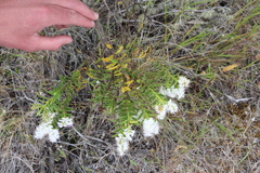 Veronica brachysiphon