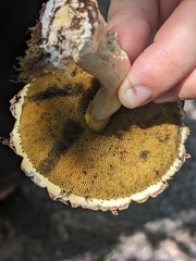 Boletellus ananas image