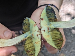 Boletellus ananas image