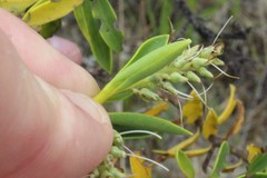 Veronica brachysiphon