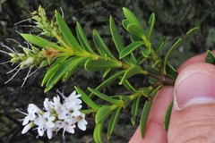 Veronica brachysiphon