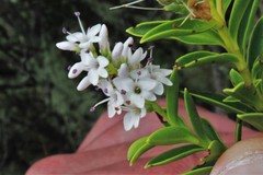 Veronica brachysiphon