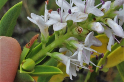 Image of Veronica brachysiphon by (c) Joe Potter Butler, some rights reserved (CC BY)