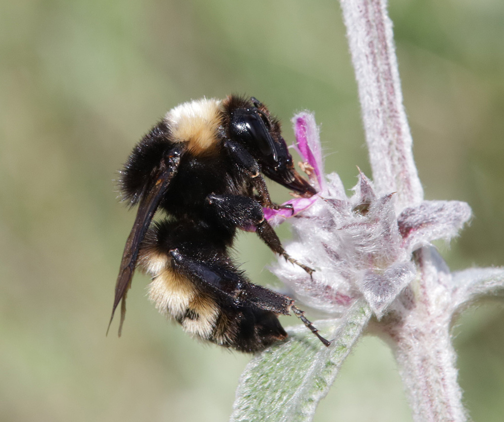 Bombus zonatus