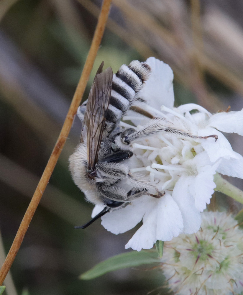 Dasypoda spinigera