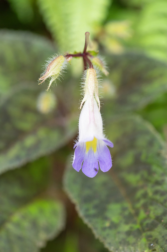 Henckelia pumila, photograph 3