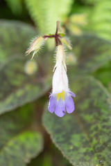 Henckelia pumila, photograph (c) Morten Ross, some rights reserved (CC BY)