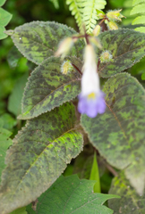 Henckelia pumila, photograph (c) Morten Ross, some rights reserved (CC BY)