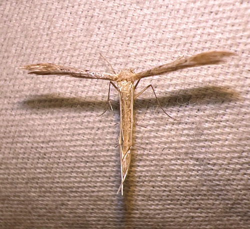 Belfrage's Plume Moth photo 3