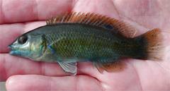 Tautogolabrus adspersus