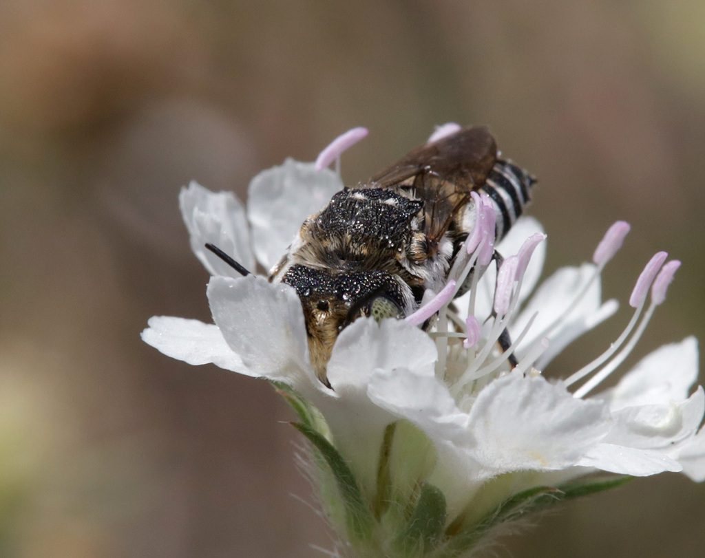 Coelioxys emarginatus