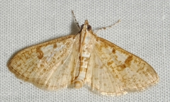 Palpita freemanalis