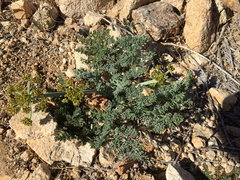 Lomatium mohavense
