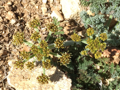 Lomatium mohavense