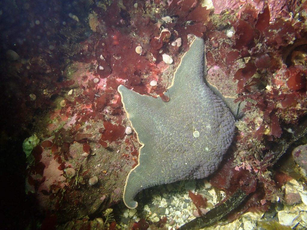 Bat Star from Cape Alava, WA on July 29, 2023 at 01:38 PM by Tom Turner ...
