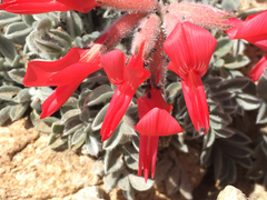Astragalus coccineus