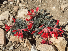 Astragalus coccineus