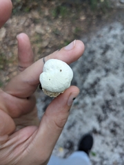 Austroboletus subflavidus image