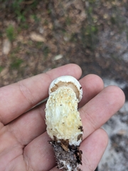 Austroboletus subflavidus image