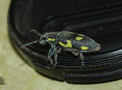 Polyclaeis longicornis