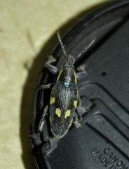 Polyclaeis longicornis