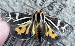 Apantesis figurata