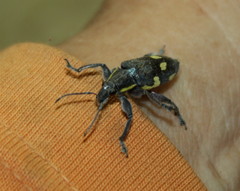 Polyclaeis longicornis