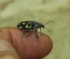Polyclaeis longicornis