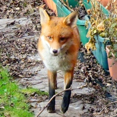 Vulpes vulpes