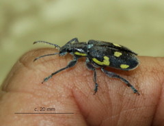 Polyclaeis longicornis