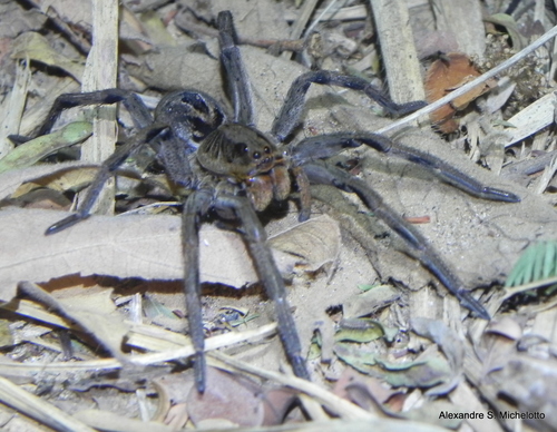 Lycosa erythrognatha photo 6