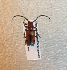 Tetraopes melanurus