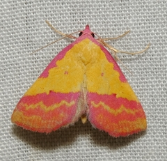 Phytometra rhodarialis