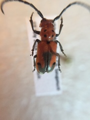 Tetraopes melanurus