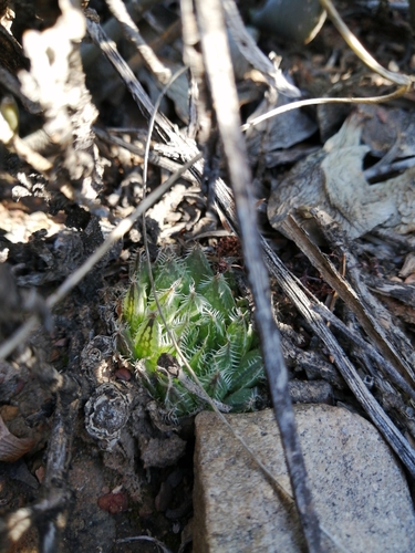Image of Haworthia arachnoidea by (c) Danie Palm, some rights reserved (CC BY)