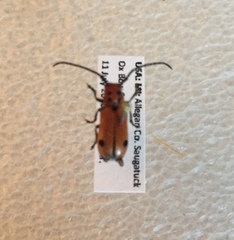 Tetraopes quinquemaculatus
