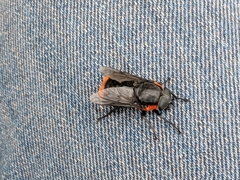 Osca lata