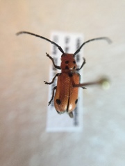 Tetraopes quinquemaculatus