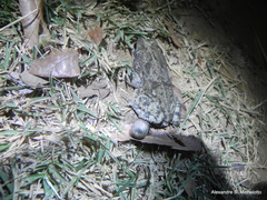 Rhinella granulosa