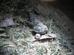 Rhinella granulosa