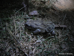 Rhinella granulosa