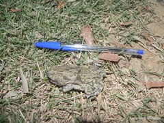 Rhinella granulosa