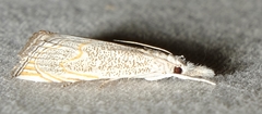 Haimbachia squamulellus
