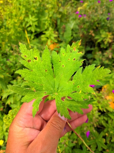 Image of Geranium psilostemon by (c) Denys Vynokurov, some rights reserved (CC BY)