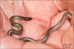 Argentine Blind Snake photo 3