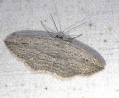 Scopula desita