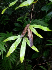 Lygodium heterodoxum