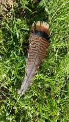 Meleagris gallopavo
