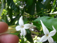 Faramea occidentalis